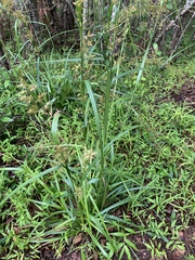 Carex spicatopaniculata