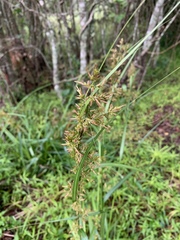 Carex spicatopaniculata