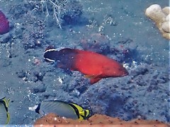 Cephalopholis urodeta