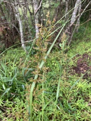 Carex spicatopaniculata