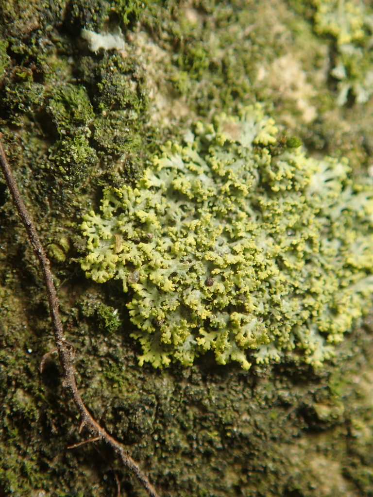 Candleflame Lichens