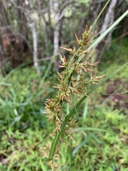 Carex spicatopaniculata
