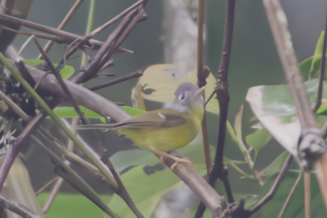 Grey-cheeked Warbler