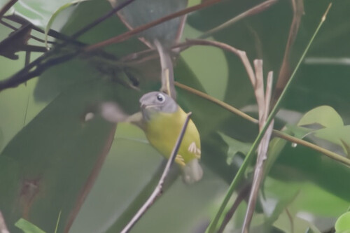 Grauwangen-Laubsänger (Phylloscopus poliogenys)