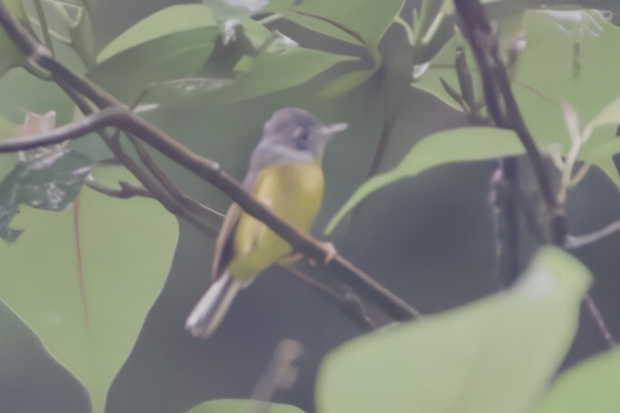 Grey-cheeked Warbler