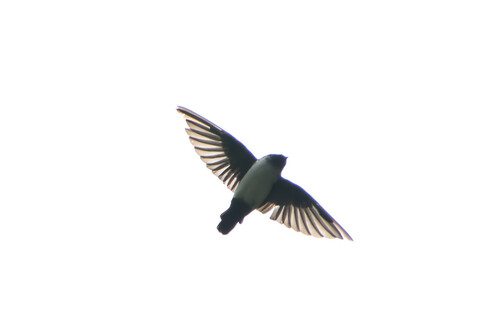 Nepal House Martin (Delichon nipalense), photo 4