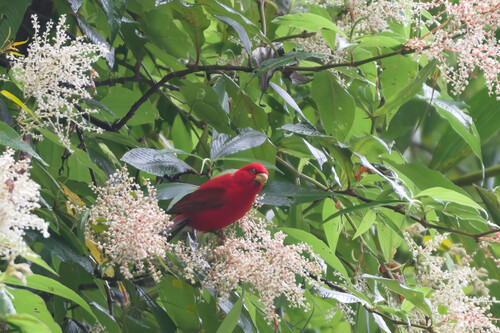 Roselin cipaye (Carpodacus sipahi)