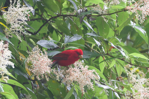 Scarlet Finch (Carpodacus sipahi), photo 4
