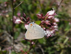 Satyrium californica