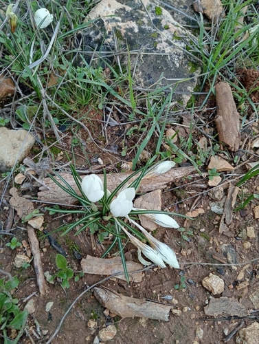 Crocus hyemalis