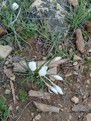 Crocus hyemalis