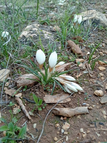Crocus hyemalis, photograph 2