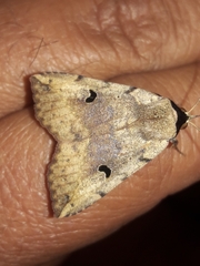 Goniocarsia