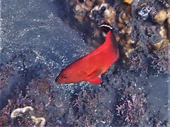 Cephalopholis urodeta