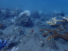 Cephalopholis urodeta