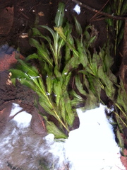 Potamogeton illinoensis