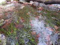 Potamogeton illinoensis