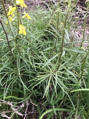 Erysimum suffrutescens