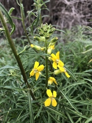 Erysimum suffrutescens