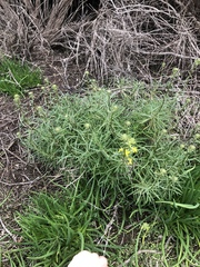Erysimum suffrutescens