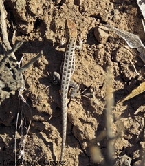 Liolaemus pseudolemniscatus