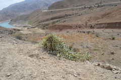 Capparis spinosa herbacea