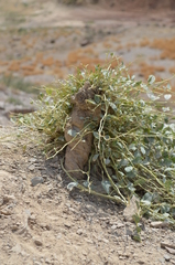 Capparis spinosa herbacea