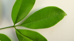 Zanthoxylum petiolare