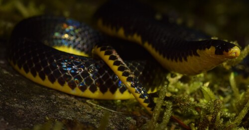 Godman's Earth Snake
