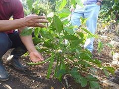 Canavalia ensiformis