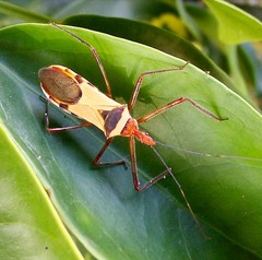 Zelus ruficeps