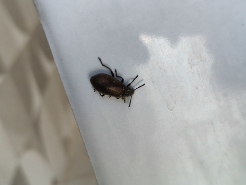 Hairy Darkling Beetle