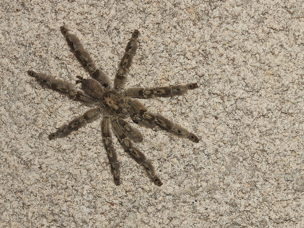 feather leg baboon tarantula