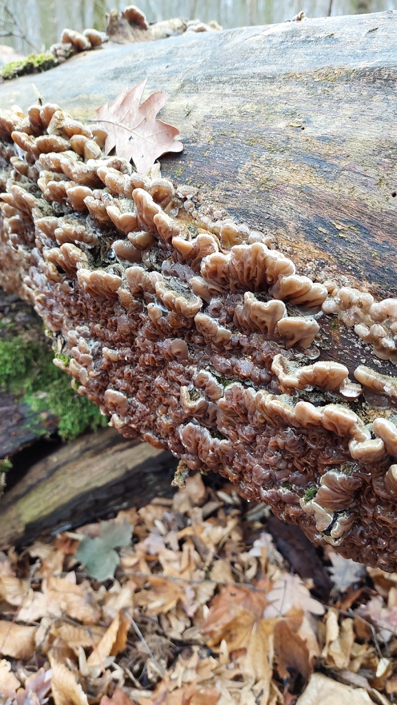 Auricularia mesenterica · December 2025 · photo: © viktorstrenada (iNaturalist, cc-by)