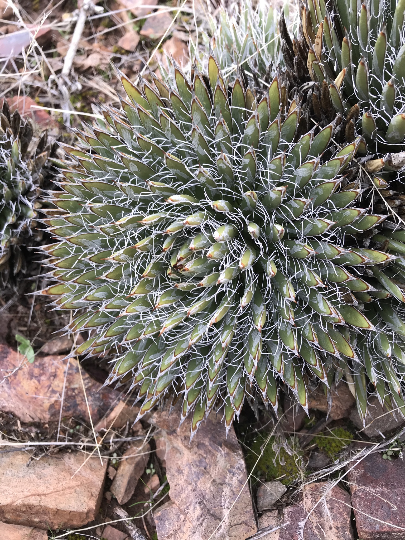 Variety Agave toumeyana bella  iNaturalist