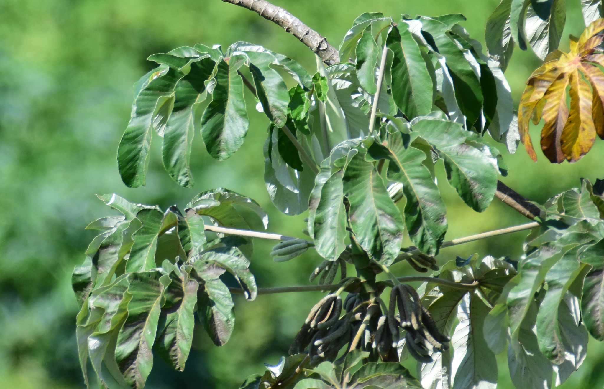 Cecropia pachystachya