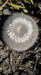 Mammillaria chionocephala