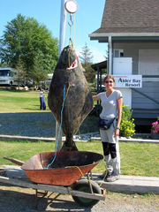 Hippoglossus stenolepis