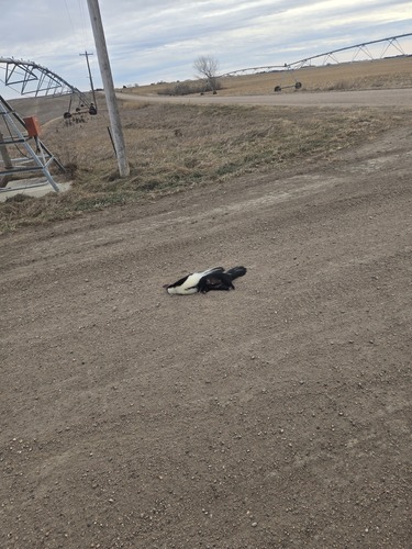 Striped Skunk