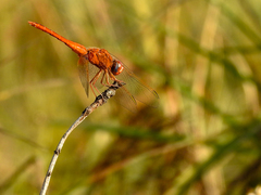 Crocothemis