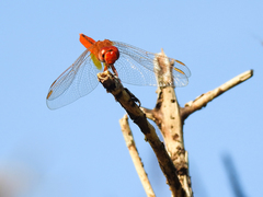 Crocothemis