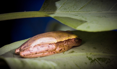 Tlalocohyla smithii