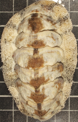 West Indian Fuzzy Chiton