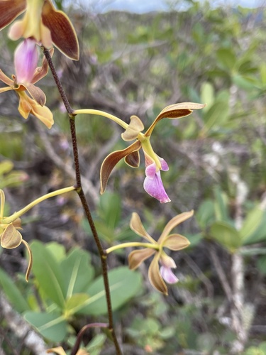 Encyclia duveenii
