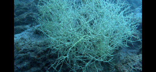 Black Coral