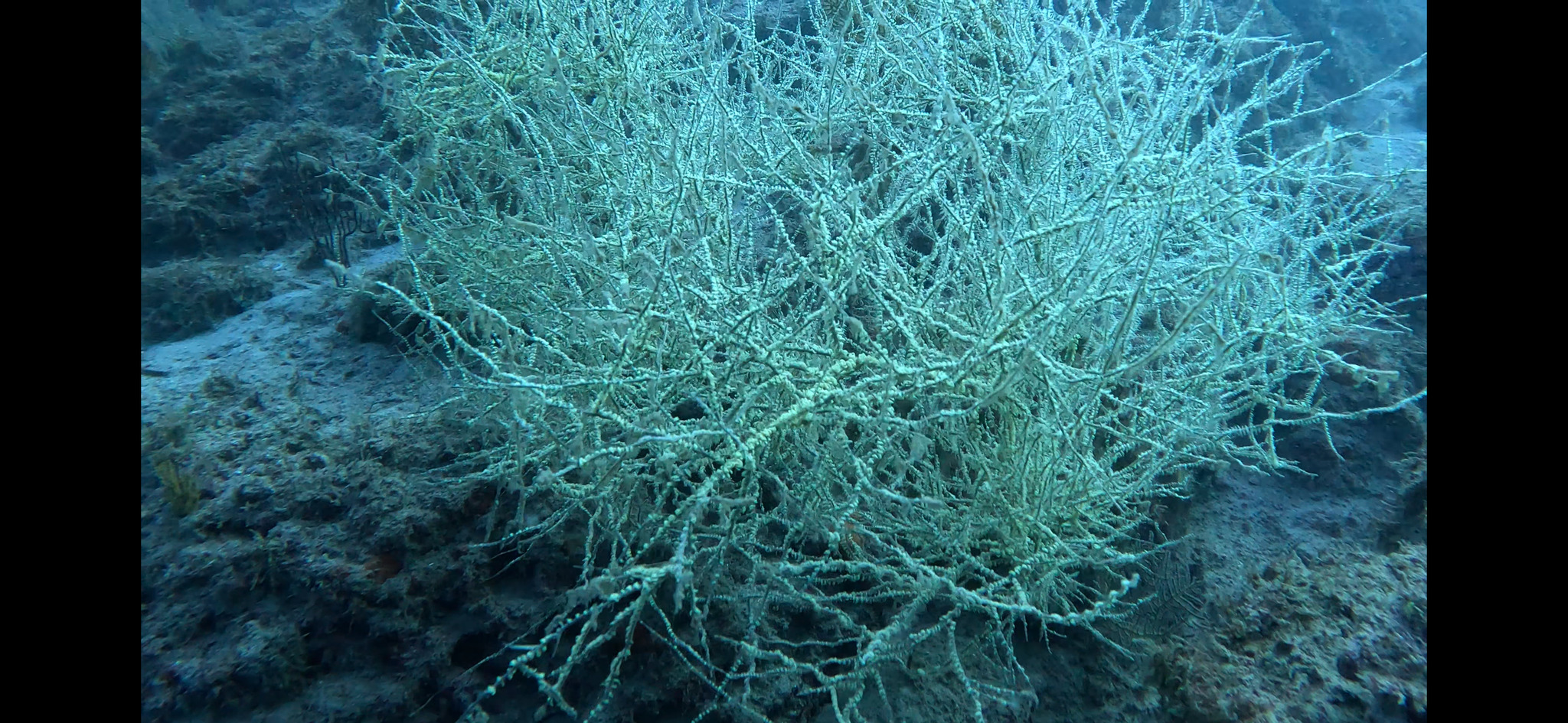 Antipathes galapagensis Deichmann, 1941