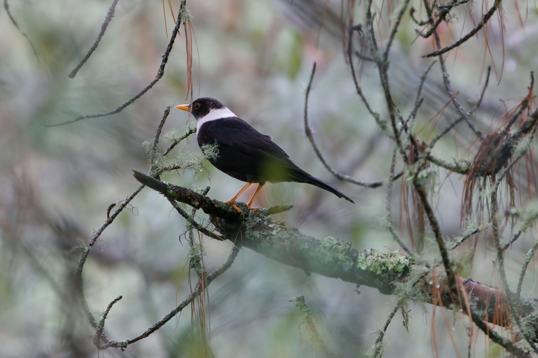 White-collared Blackbird