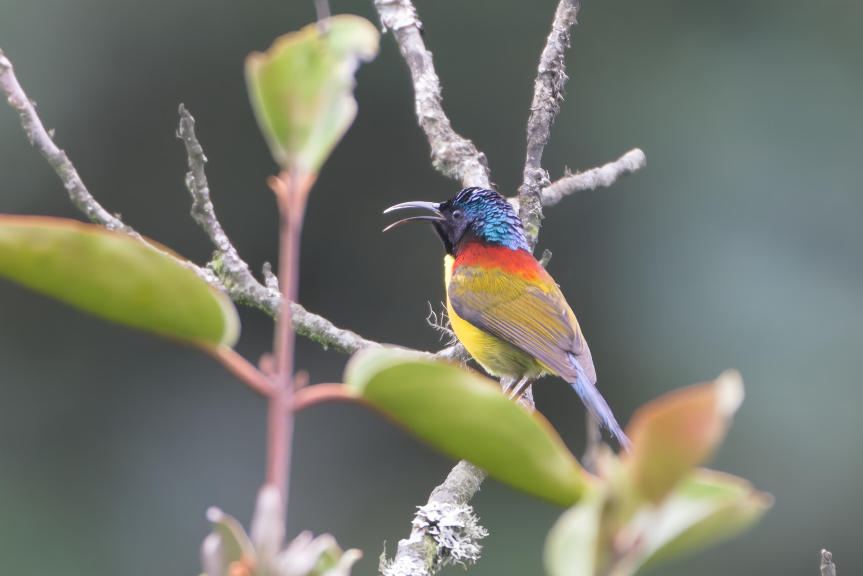 Green-tailed Sunbird