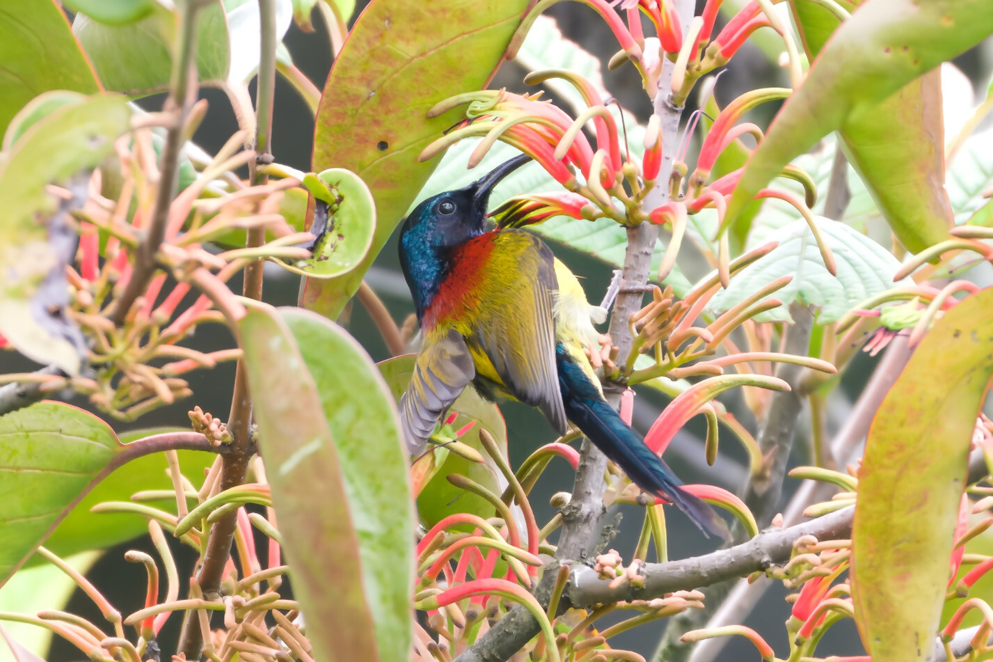 Green-tailed Sunbird