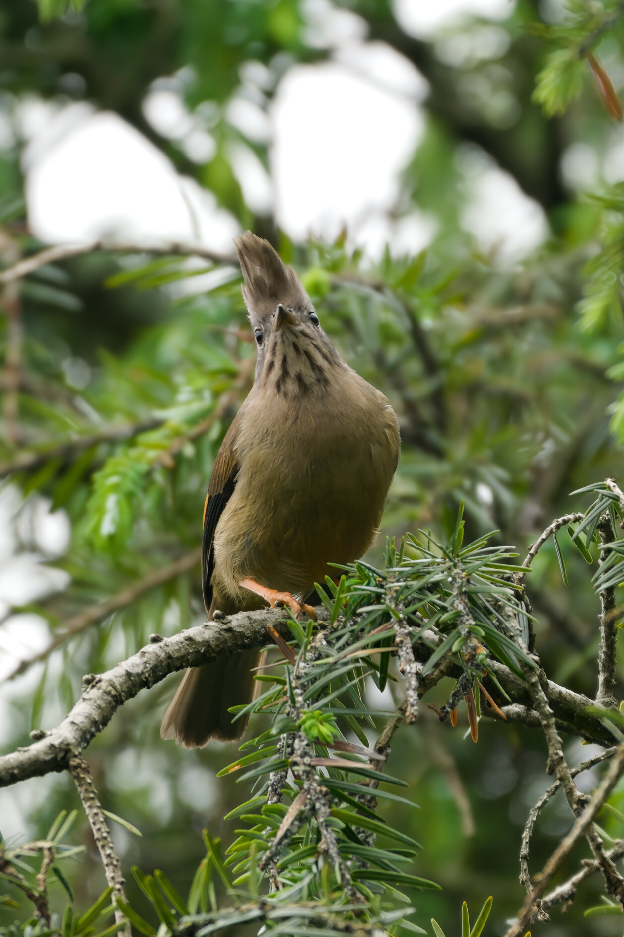 Stripe-throated Yuhina